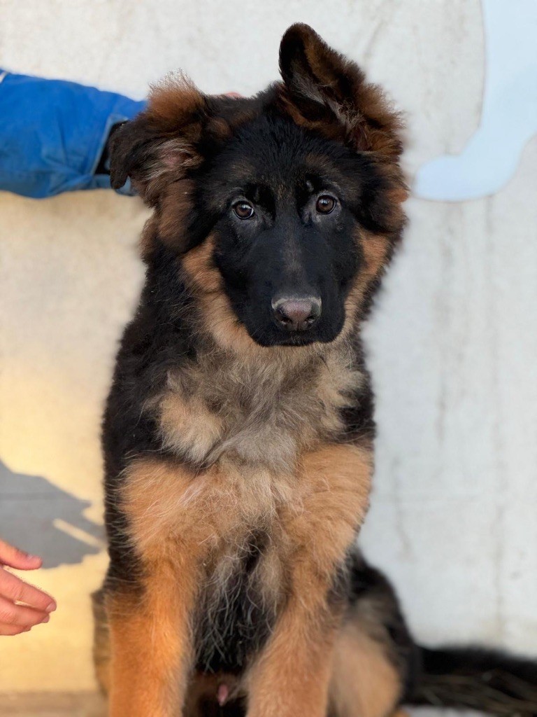 du val d'Anzin - Chiot disponible  - Berger Allemand