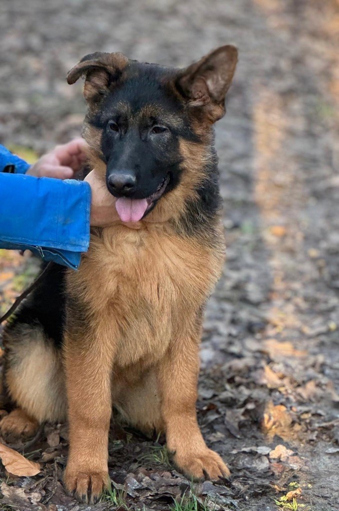 du val d'Anzin - Chiot disponible  - Berger Allemand