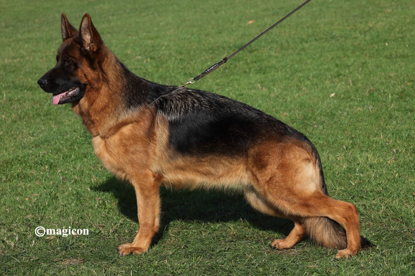 Vinie du val d'Anzin