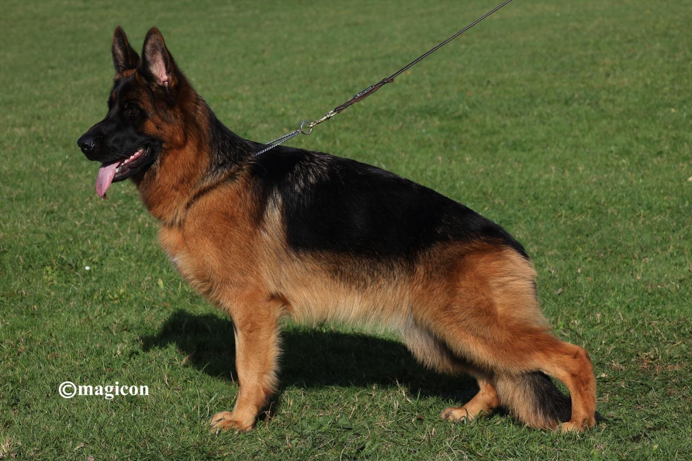 Versace du val d'Anzin