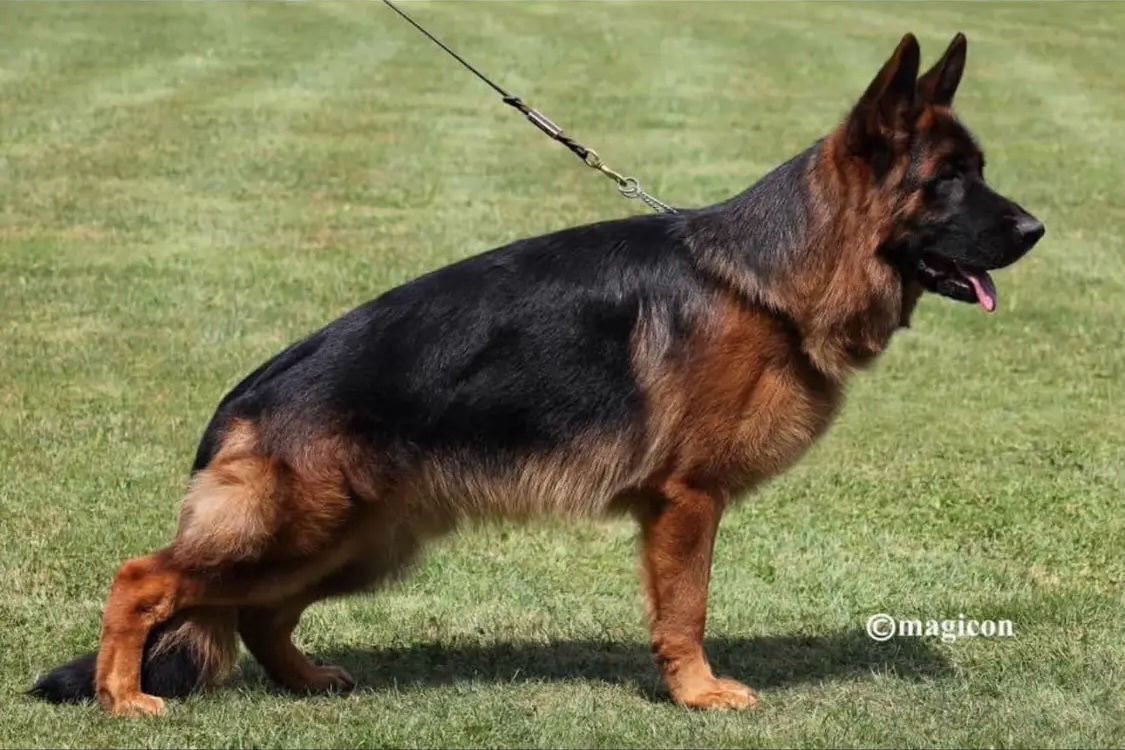 Re della valcuvia Titre Initial