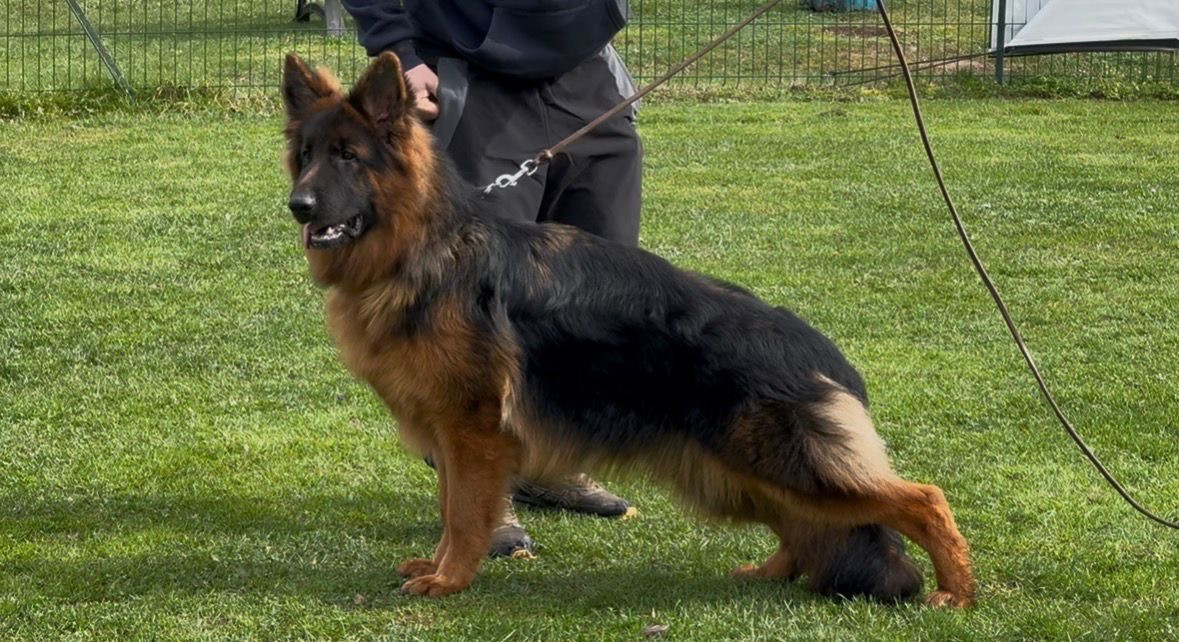 Aladin du val d'Anzin
