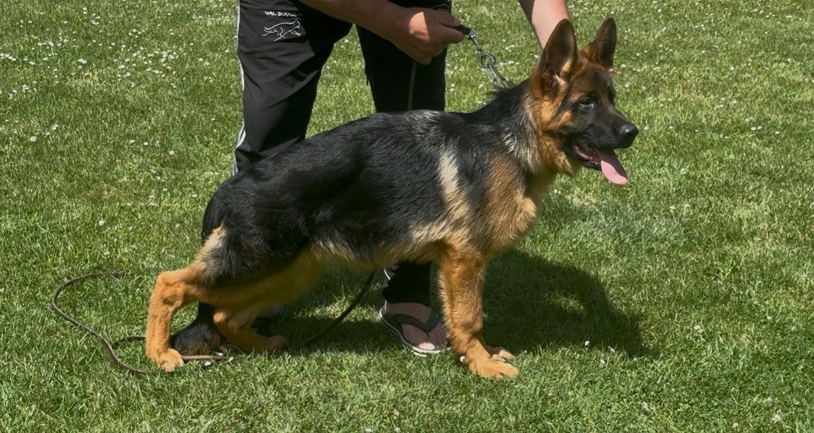 Buck du val d'Anzin