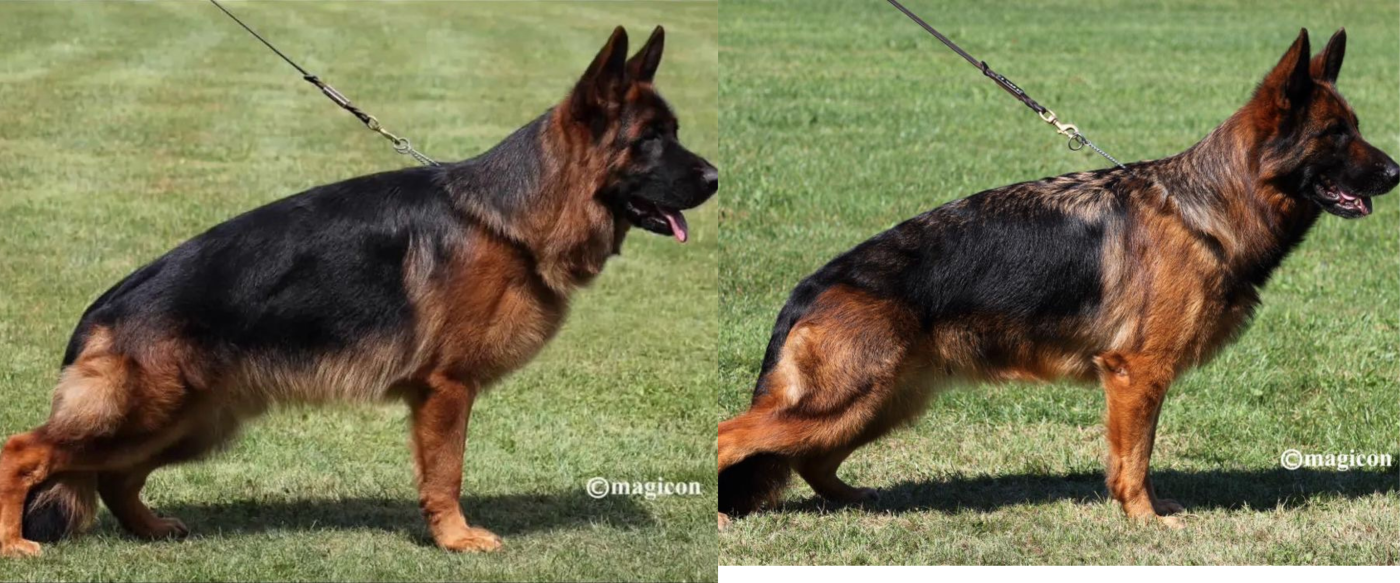 du val d'Anzin - Berger Allemand - Portée née le 03/03/2026