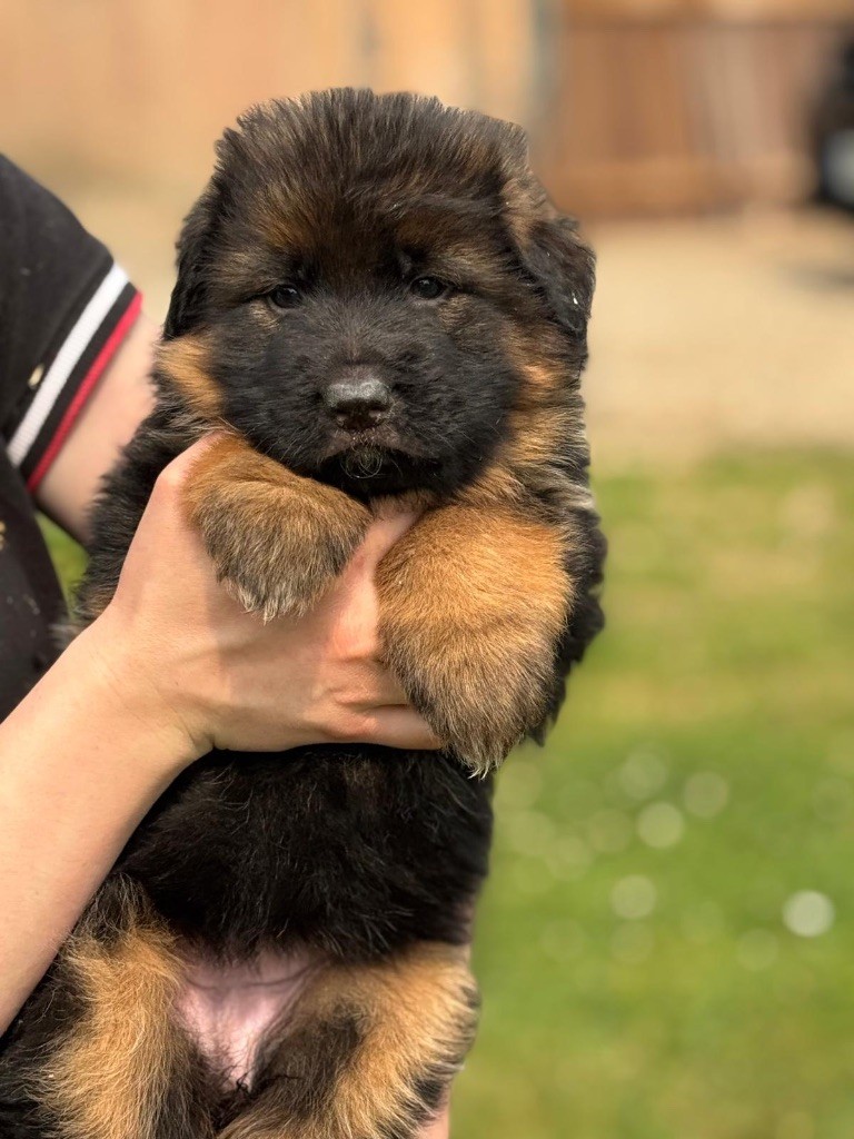 du val d'Anzin - Chiots disponibles - Berger Allemand
