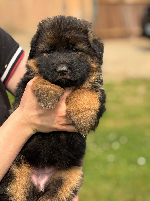 CHIOT