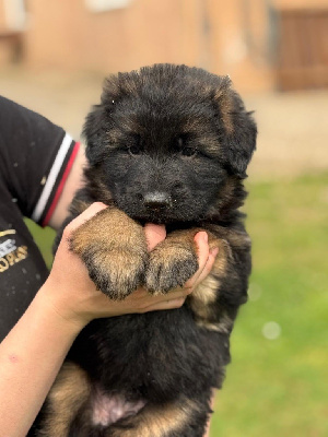 CHIOT