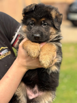 CHIOT