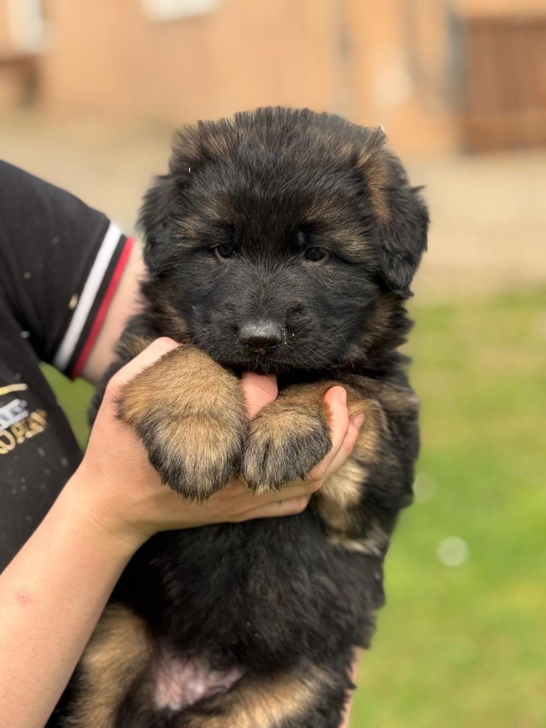 du val d'Anzin - Chiots disponibles - Berger Allemand