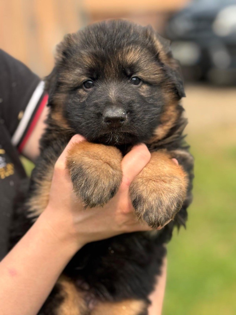 du val d'Anzin - Chiots disponibles - Berger Allemand